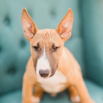 taste of the wild price