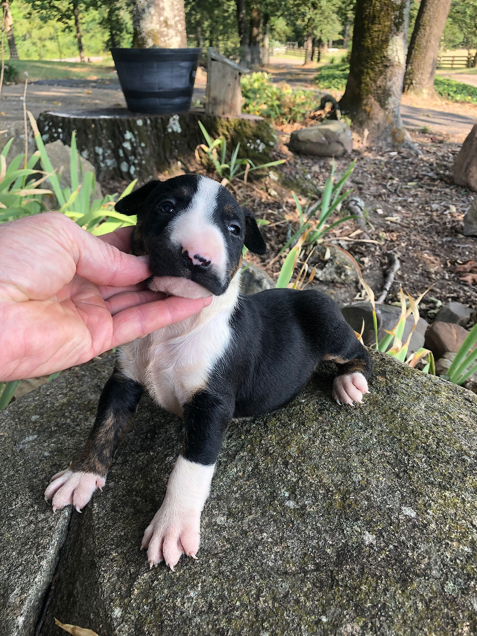 Thumbnail: Male #2.  Born 7/06/26