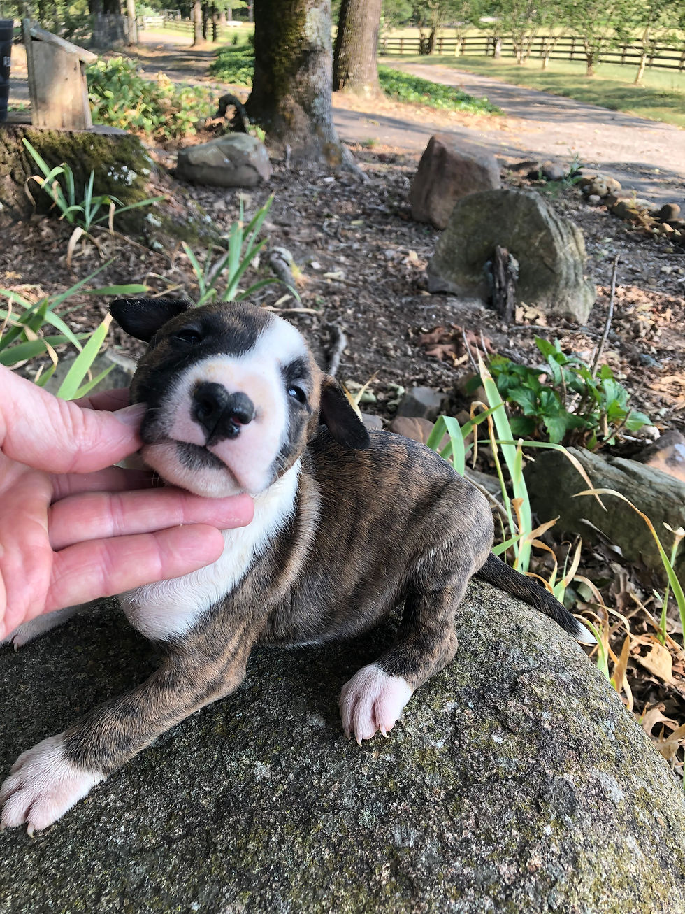 Thumbnail: Male #3  Born 7/02/26