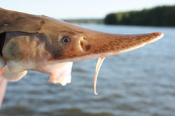 Shovelnose Sturgeon