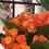 Thumbnail: Kalanchoe