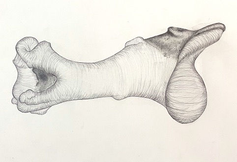 Bone Still Life Line Drawing