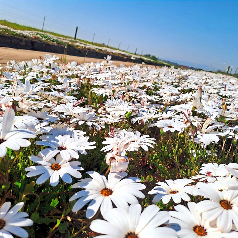 Blomme Foto Nr. 1 - Elke jaar beleef die Weskus nes Namakwaland en die Karoo 'n blomme ontplofing gedurende die wintersmaand Augustus. Soms afhangend van hoe koud of nat ons Weskus winter is, kan die Weskus blomme selfs al in Julie begin blom, maar gewoonlik blom die Weskus blomme enige iets van die middel van Augustus tot so om en by die eerste week in September.