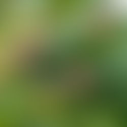 Hundsärsch, Mispel oder Mispelchen?