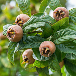 Hundsärsch, Mispel oder Mispelchen?