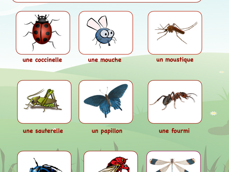 Petit vocabulaire des insectes