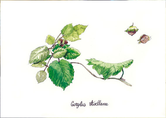 Noisette