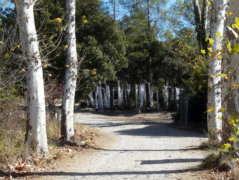 La forêt entre les platanes