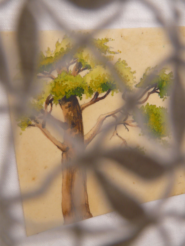 Dans l'arbre, petit pin parasol