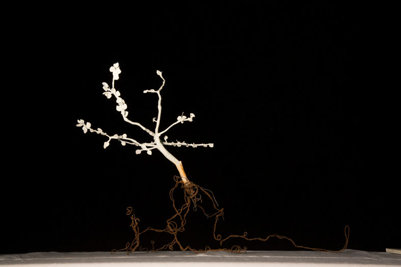 Arbre qui danse