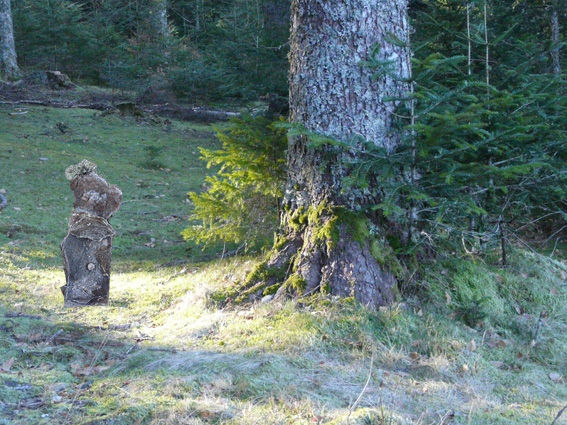 Petit Monstreur de l'Aigoual