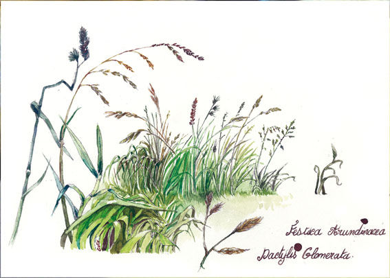 Mélange d'herbes
