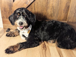 bernedoodle breeders BrewerDoodles
