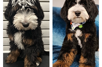 bernedoodle breeders BrewerDoodles