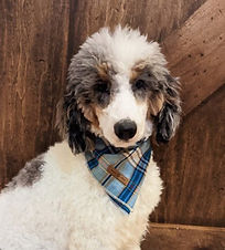 bernedoodle breeders BrewerDoodles