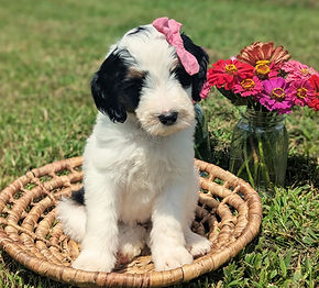 Bernedoodle