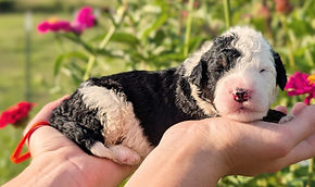 Bernedoodle