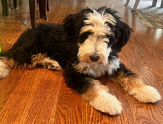bernedoodle breeders Brewerdoodles
