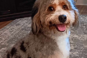 bernedoodle breeders BrewerDoodles