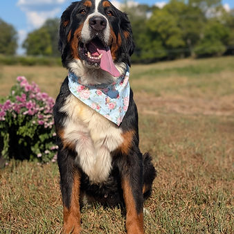 Bernese