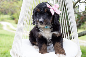 Bernedoodle