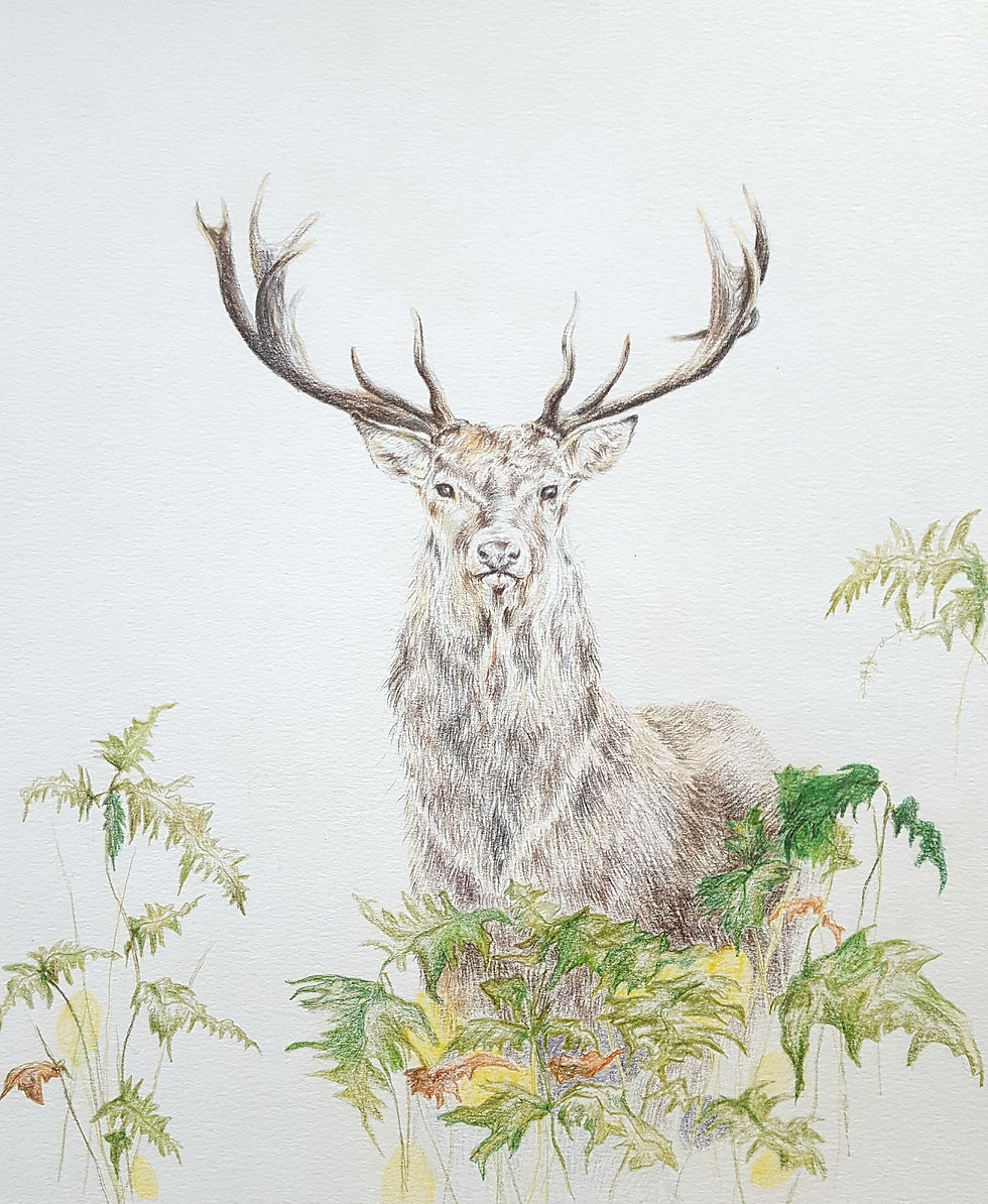 Stag