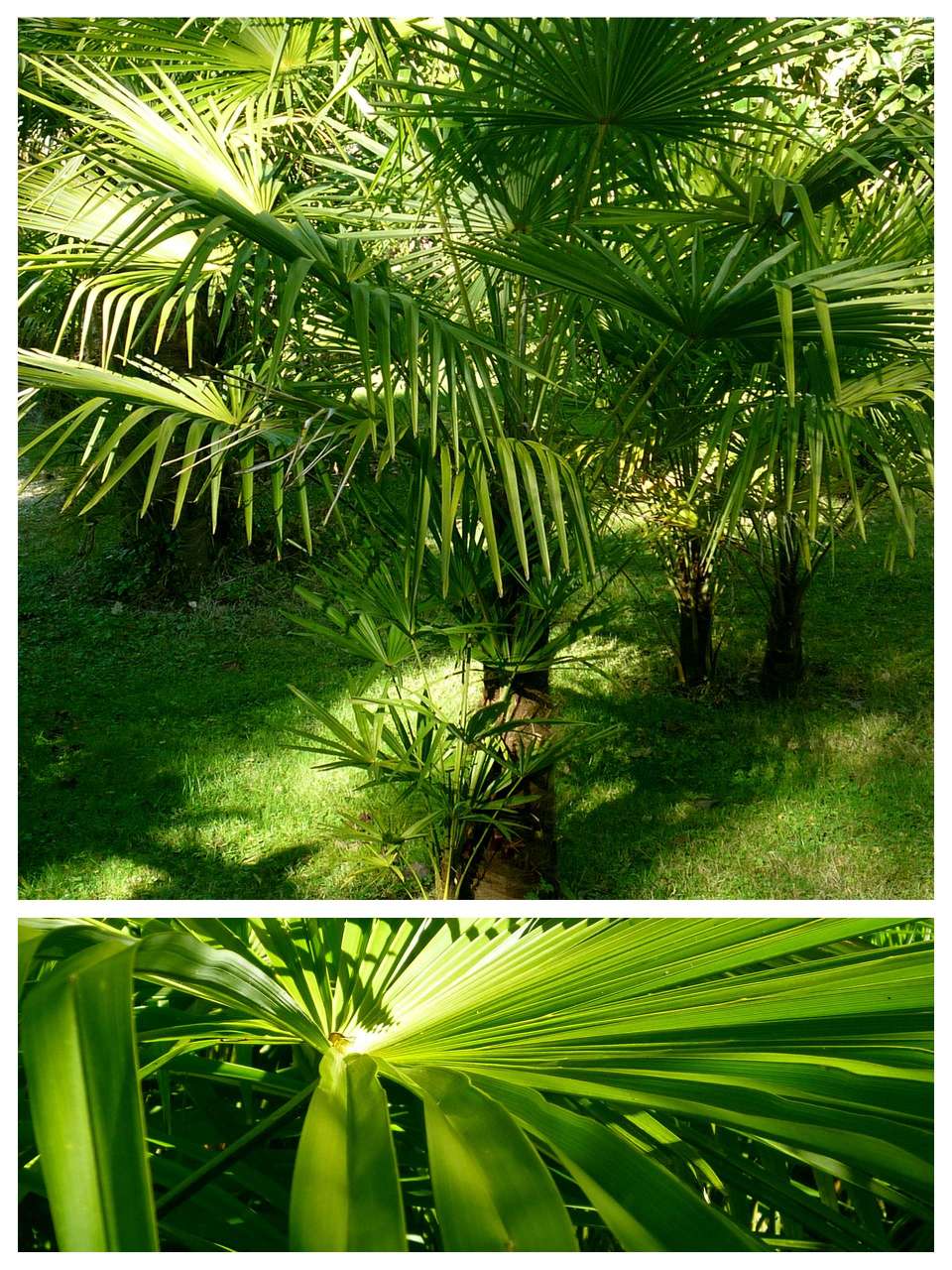 Trachycarpus