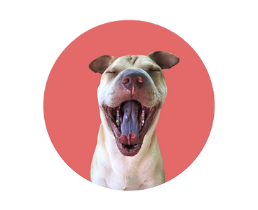 happy dog training