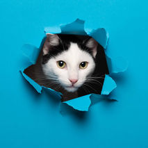 shooting photo chat, photo animalier castres mazamet tarn albi photo pop art photographe castres photo chat fond déchiré