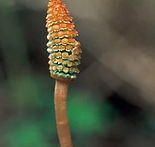 horsetail_edited.jpg