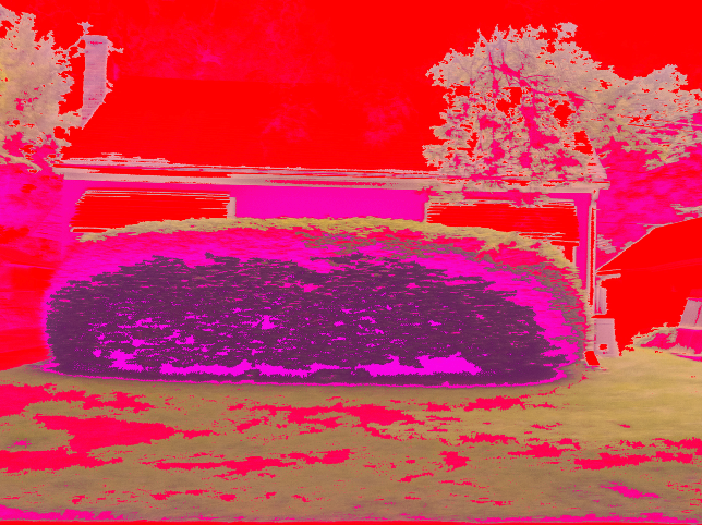 one large bush 4