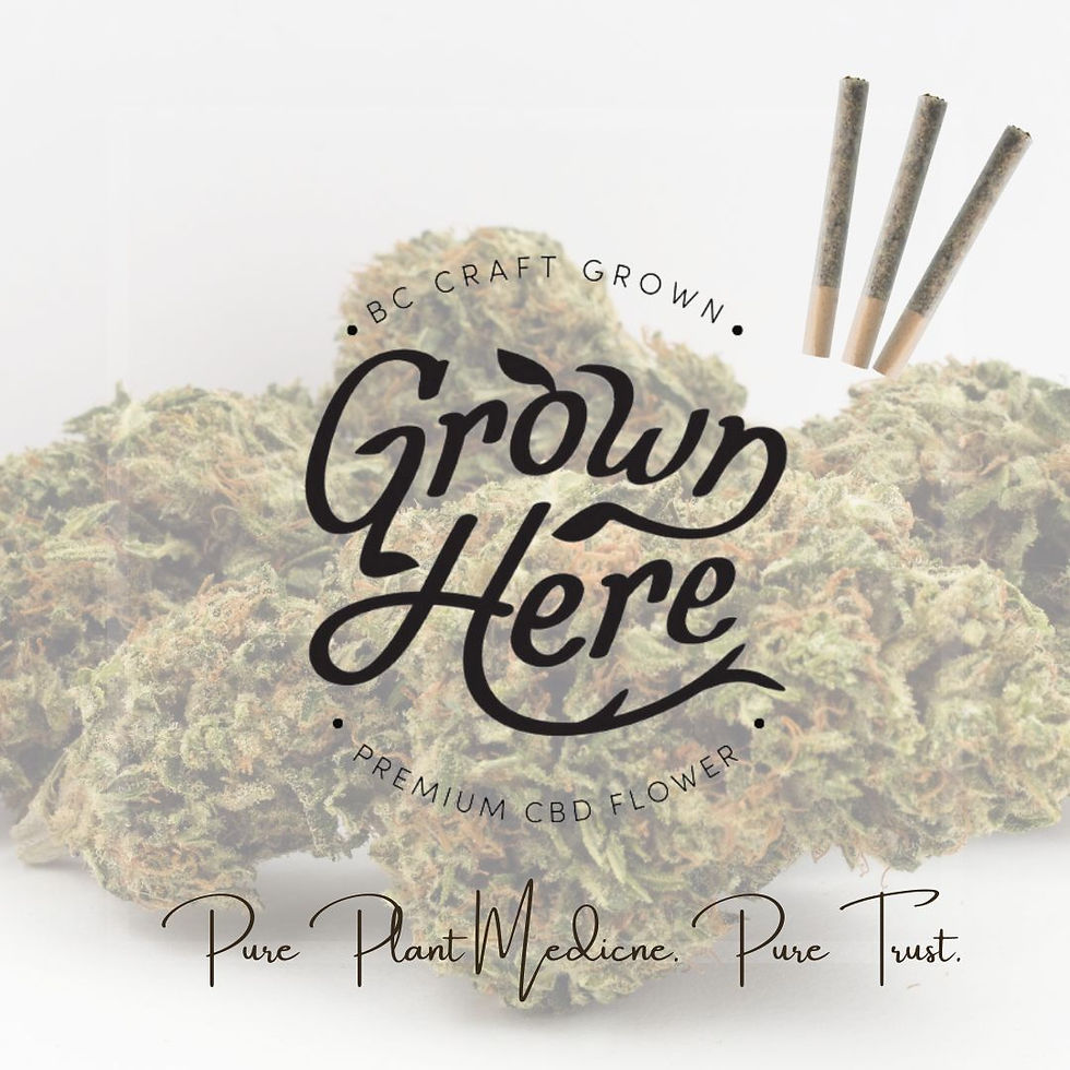 Introducing Our DAY DREAMIN' CBD Prerolls