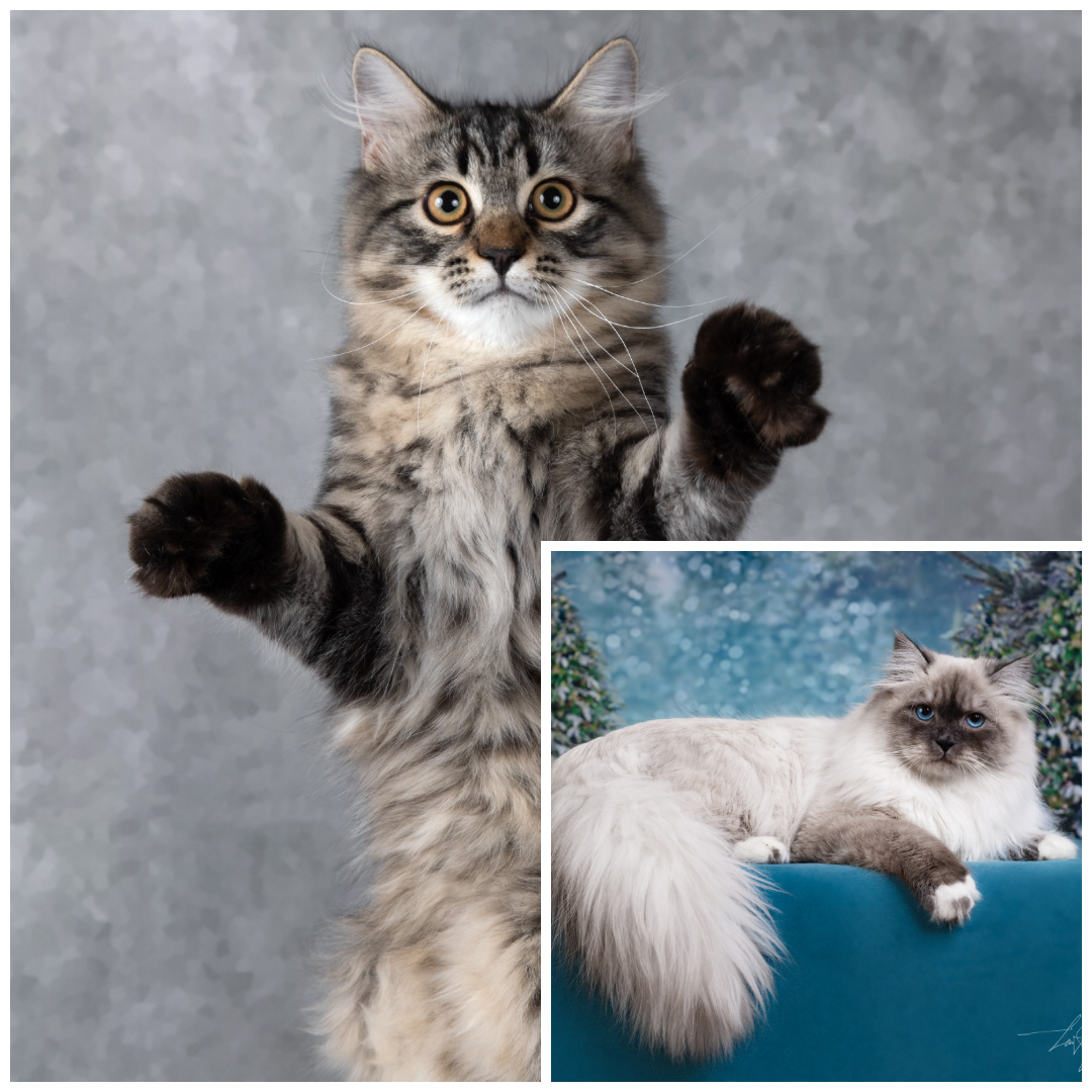 photo-collage.png (5).png