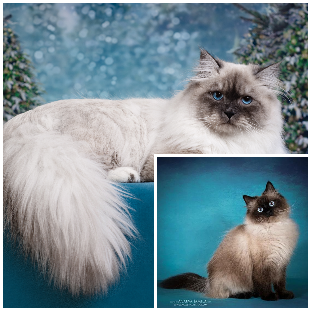 photo-collage.png (5).png