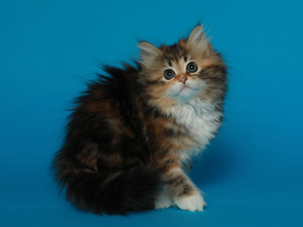 Miniature : Beauty