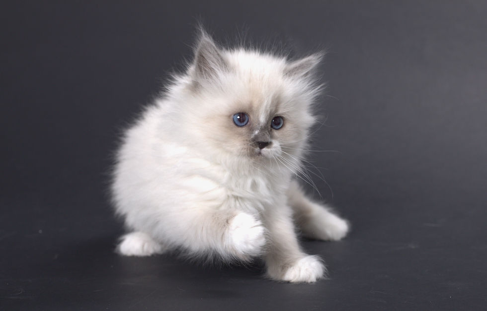 Miniature : Raya Siberian Touch