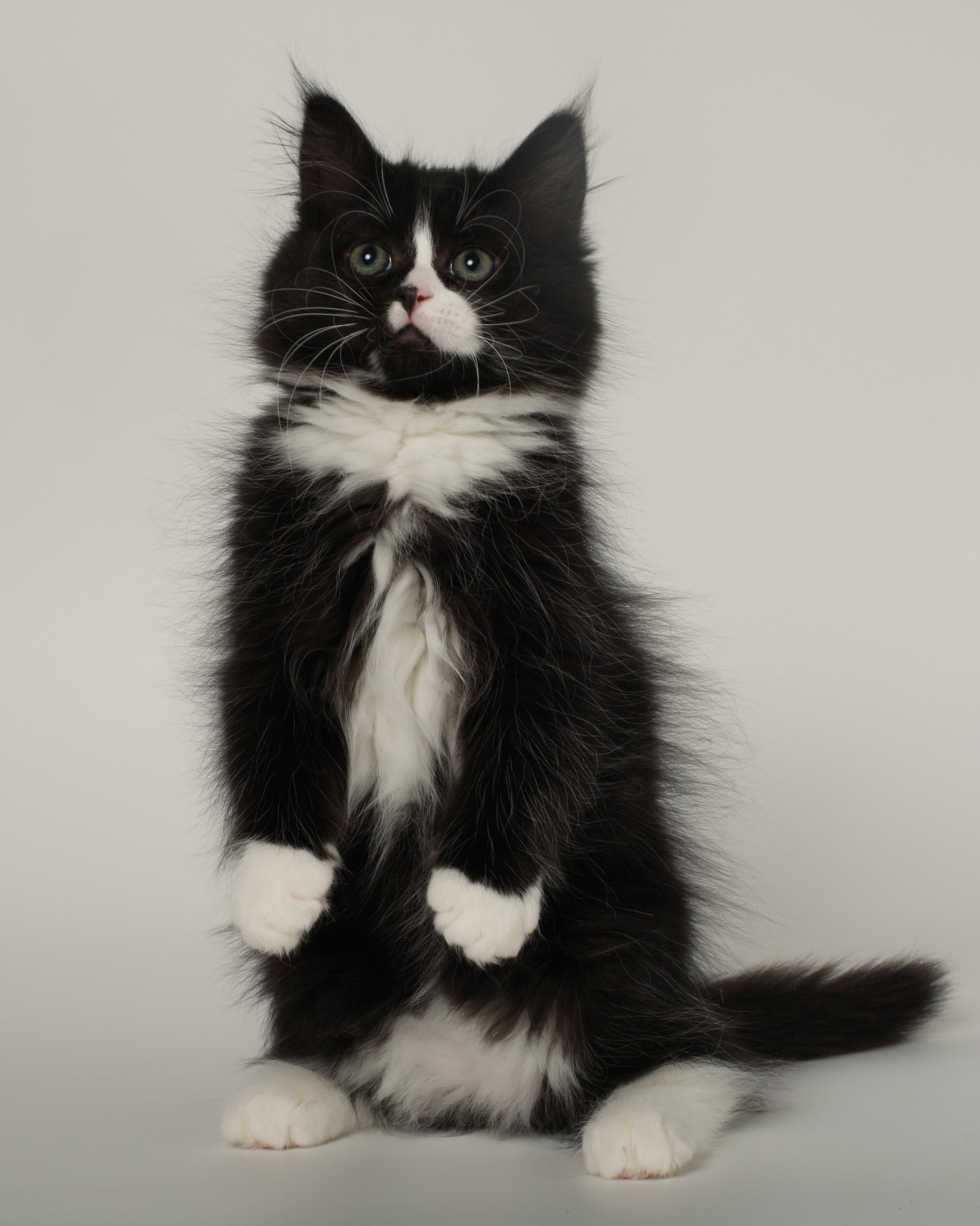 Whisky
