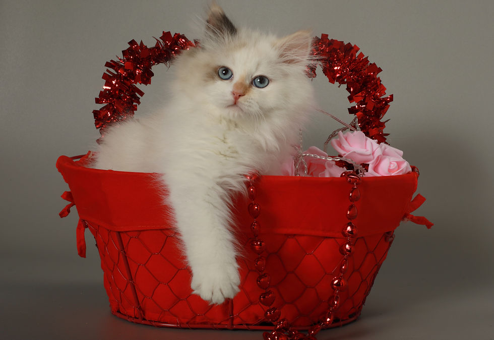 Miniature : Vanga