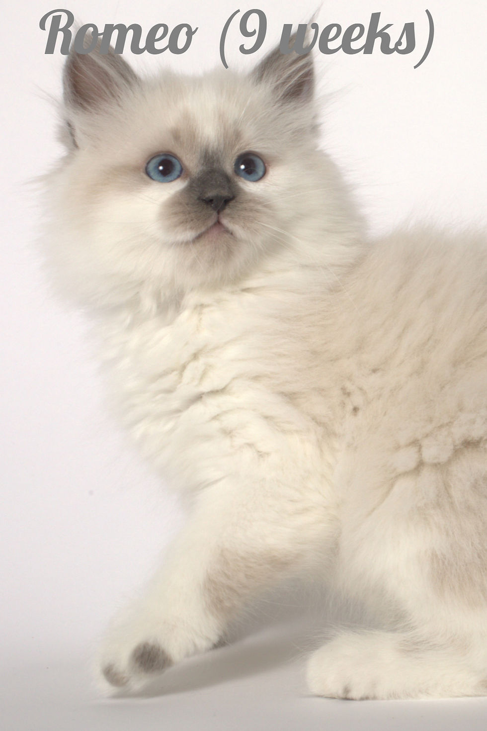 Miniature : Romeo Siberian Touch