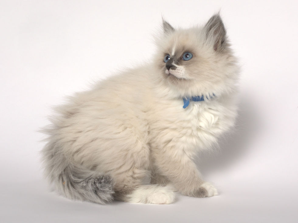 Miniature : Raya Siberian Touch