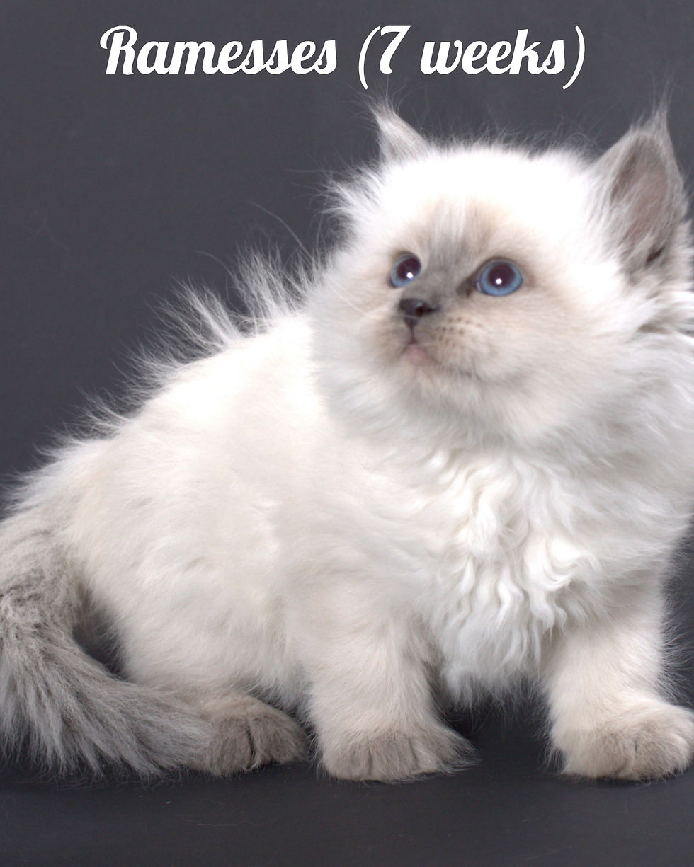 Miniature : Ramesses Siberian Touch