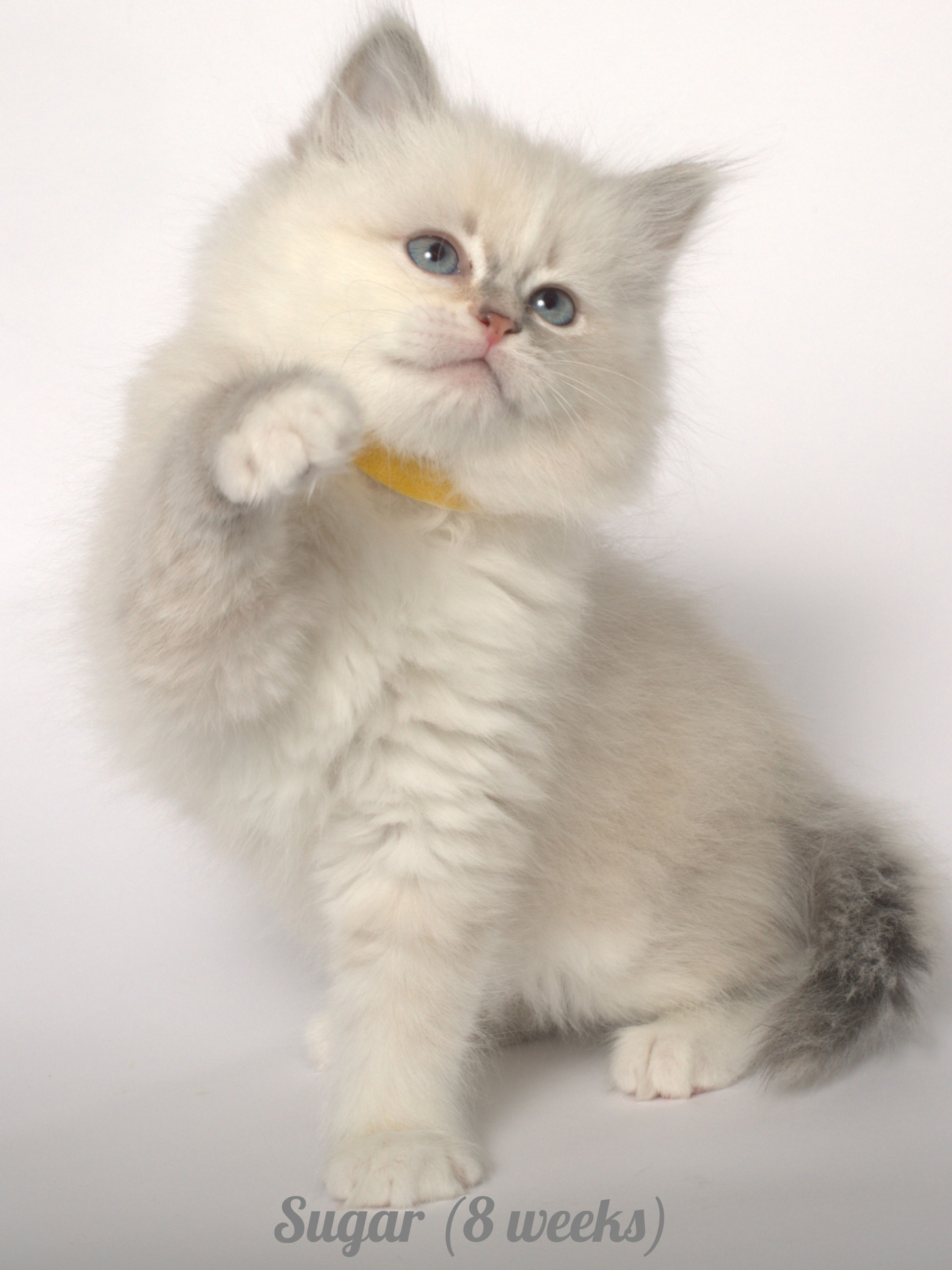 Sugar Siberian Touch