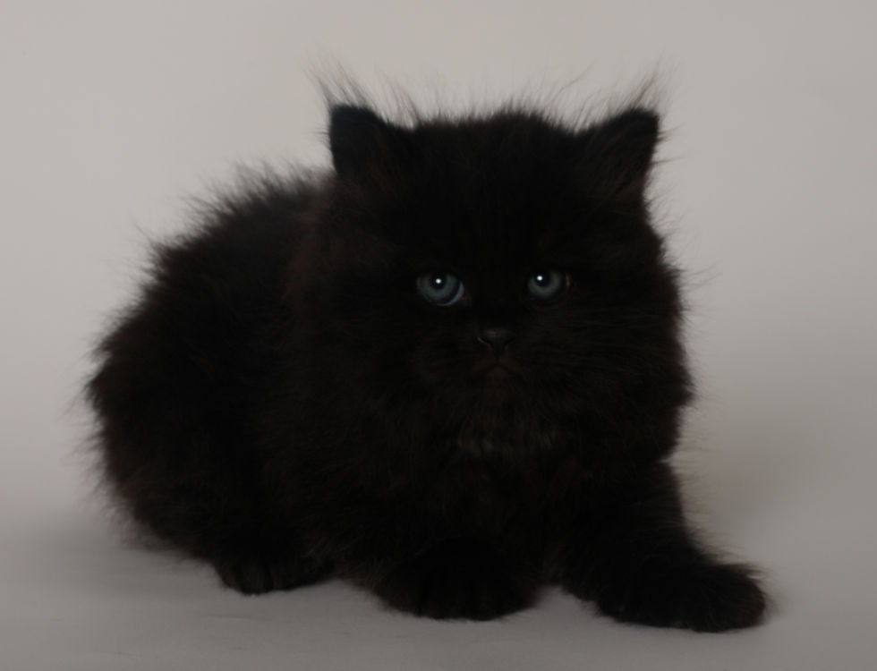 Miniature : Blacknight