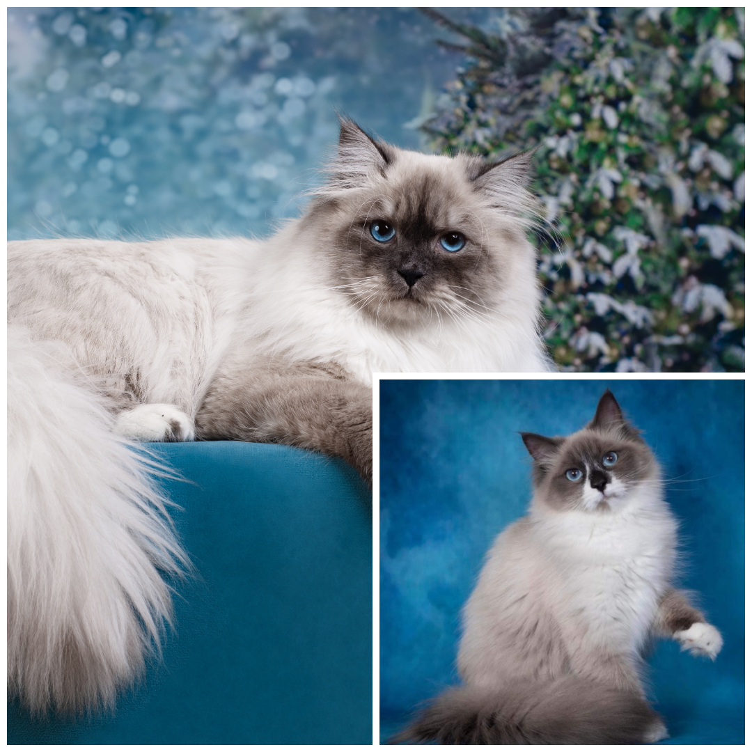 photo-collage.png (5).png