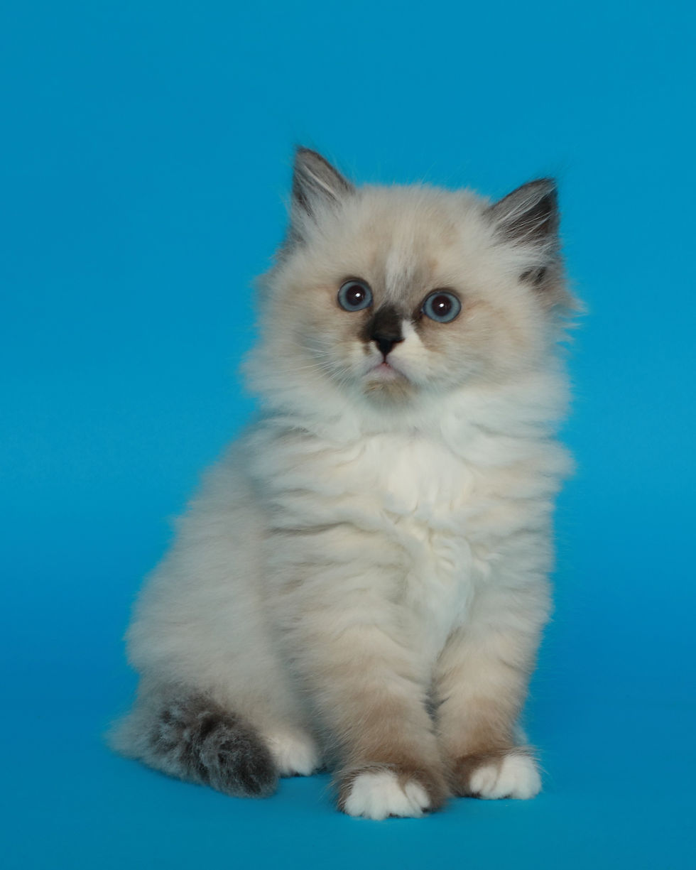 Miniature : Dantes