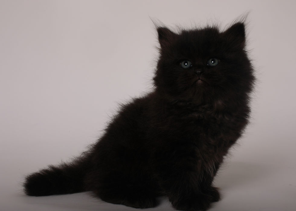 Miniature : Blacknight