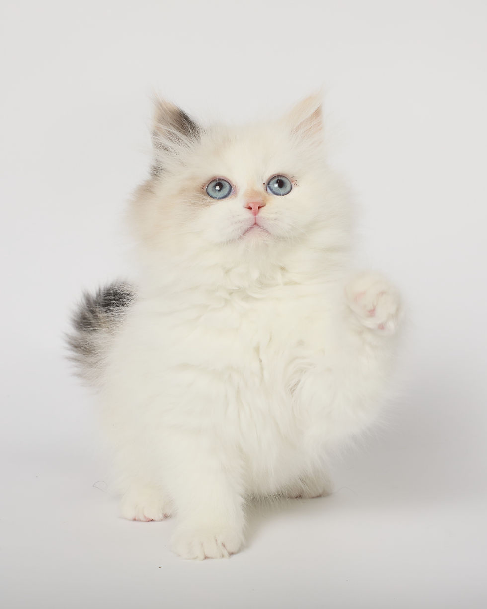 Miniature : Vanga
