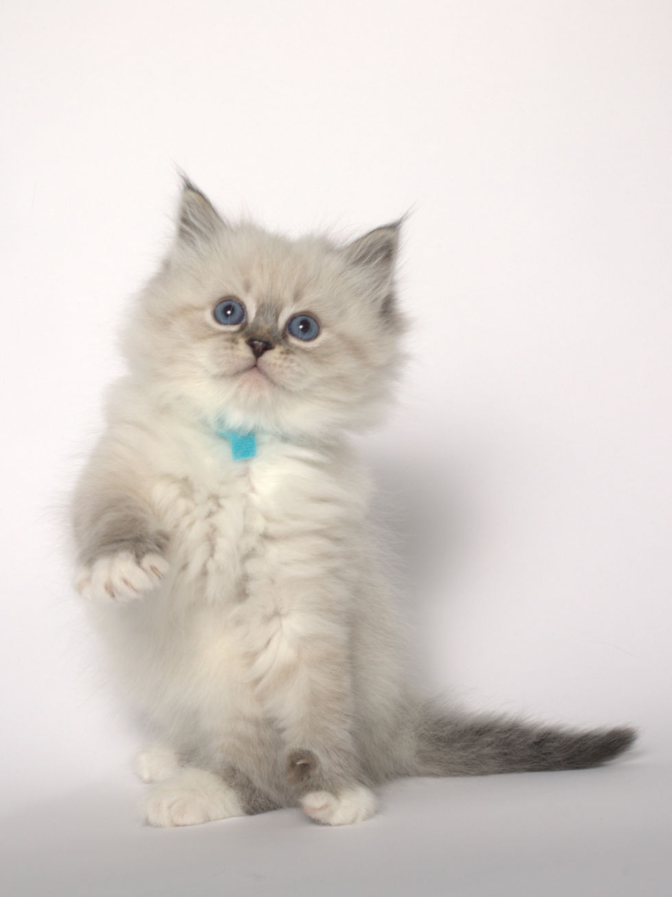 Thumbnail: Umka Siberian Touch