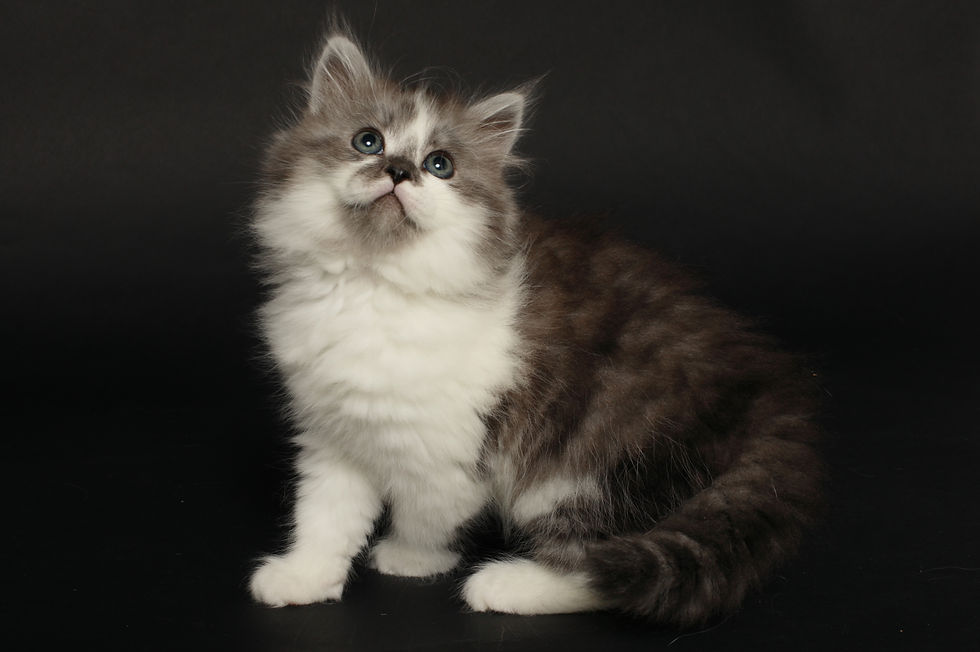 Miniature : Casper