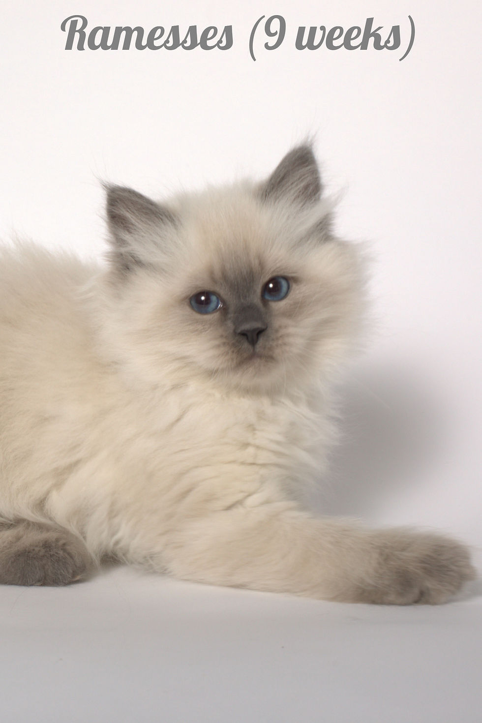 Miniature : Ramesses Siberian Touch
